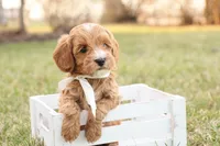 Ladybug, a female Goldendoodle for sale in Geneva, IN – Photo 5 of 9
