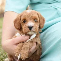Ladybug, a female Goldendoodle for sale in Geneva, IN – Photo 3 of 9