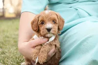 Ladybug, a female Goldendoodle for sale in Geneva, IN – Photo 3 of 9