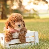 Skittles, a female Poodle - Toy  for sale in Geneva, IN – Photo 2 of 10