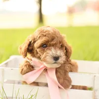 Skittles, a female Poodle - Toy  for sale in Geneva, IN – Photo 8 of 10