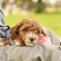 Skittles, a female Poodle - Toy  for sale in Geneva, IN – Photo 9 of 10