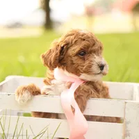 Skittles, a female Poodle - Toy  for sale in Geneva, IN – Photo 7 of 10