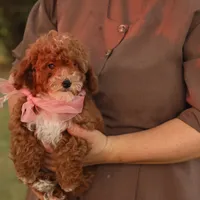 Skittles, a female Poodle - Toy  for sale in Geneva, IN – Photo 1 of 10