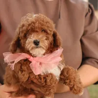 Skittles, a female Poodle - Toy  for sale in Geneva, IN – Photo 3 of 10