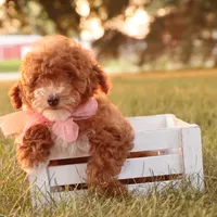 Skittles, a female Poodle - Toy  for sale in Geneva, IN – Photo 4 of 10