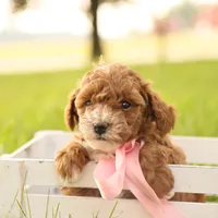Skittles, a female Poodle - Toy  for sale in Geneva, IN – Photo 6 of 10