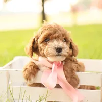 Skittles, a female Poodle - Toy  for sale in Geneva, IN – Photo 10 of 10