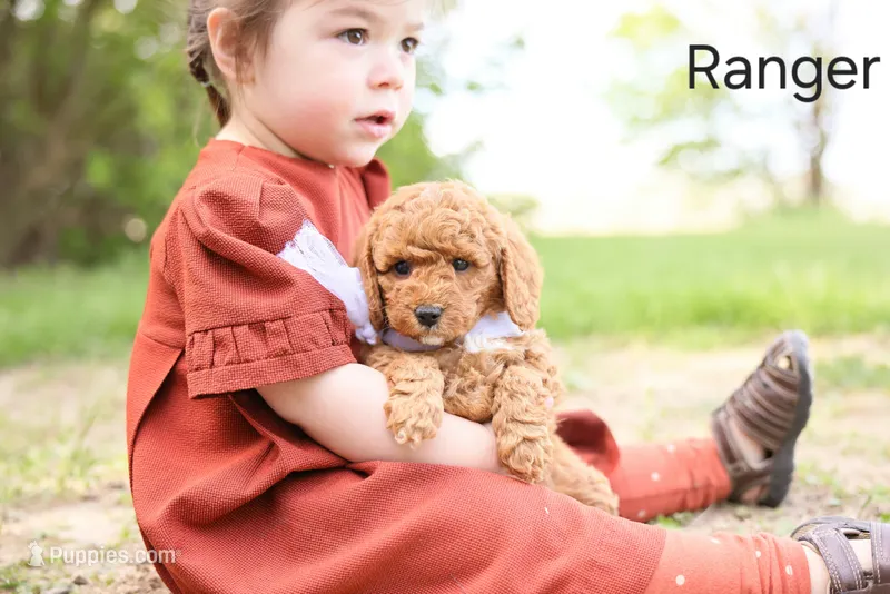 Ranger – Goldendoodle puppy for sale in Geneva, IN