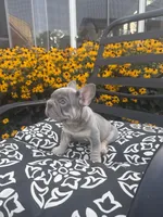 Thor , a male French Bulldog for sale in Bethlehem, PA – 2 of 10