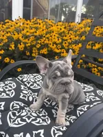 Sky, a female French Bulldog for sale in Bethlehem, PA – 4 of 10