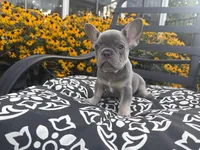 Star, a female French Bulldog for sale in Bethlehem, PA – 1 of 10