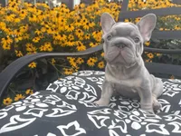 Thor , a male French Bulldog for sale in Bethlehem, PA – 5 of 10