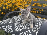 Sky, a female French Bulldog for sale in Bethlehem, PA – 3 of 10