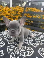 Star, a female French Bulldog for sale in Bethlehem, PA – 7 of 10