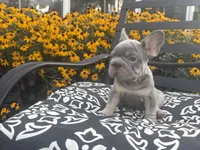 Thor , a male French Bulldog for sale in Bethlehem, PA – 9 of 10