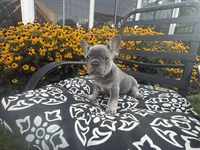 Star, a female French Bulldog for sale in Bethlehem, PA – 2 of 10