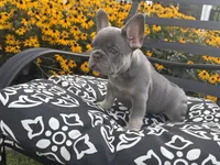 Luna, a female French Bulldog for sale in Bethlehem, PA – 5 of 10