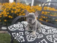 Star, a female French Bulldog for sale in Bethlehem, PA – 6 of 10