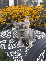 Sky, a female French Bulldog for sale in Bethlehem, PA – 6 of 10