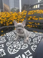 Thor , a male French Bulldog for sale in Bethlehem, PA – 3 of 10