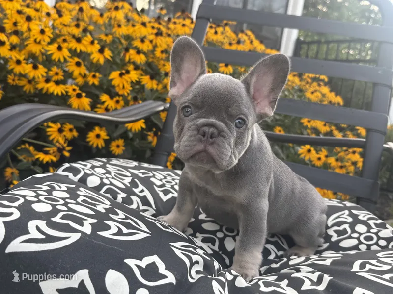 Luna – French Bulldog puppy for sale in Bethlehem, PA