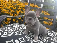 Luna, a female French Bulldog for sale in Bethlehem, PA – 1 of 10