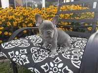 Luna, a female French Bulldog for sale in Bethlehem, PA – 8 of 10