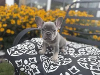 Star, a female French Bulldog for sale in Bethlehem, PA – 3 of 10