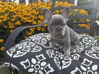 Luna, a female French Bulldog for sale in Bethlehem, PA – 9 of 10