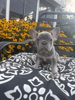 Star, a female French Bulldog for sale in Bethlehem, PA – 5 of 10