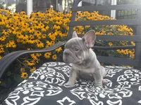 Thor , a male French Bulldog for sale in Bethlehem, PA – 4 of 10