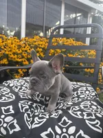 Luna, a female French Bulldog for sale in Bethlehem, PA – 7 of 10