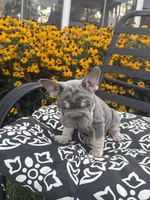 Sky, a female French Bulldog for sale in Bethlehem, PA – 5 of 10
