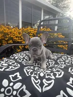 Star, a female French Bulldog for sale in Bethlehem, PA – 8 of 10