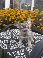 Sky, a female French Bulldog for sale in Bethlehem, PA – 10 of 10