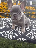 Luna, a female French Bulldog for sale in Bethlehem, PA – 6 of 10