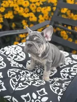 Sky, a female French Bulldog for sale in Bethlehem, PA – 8 of 10