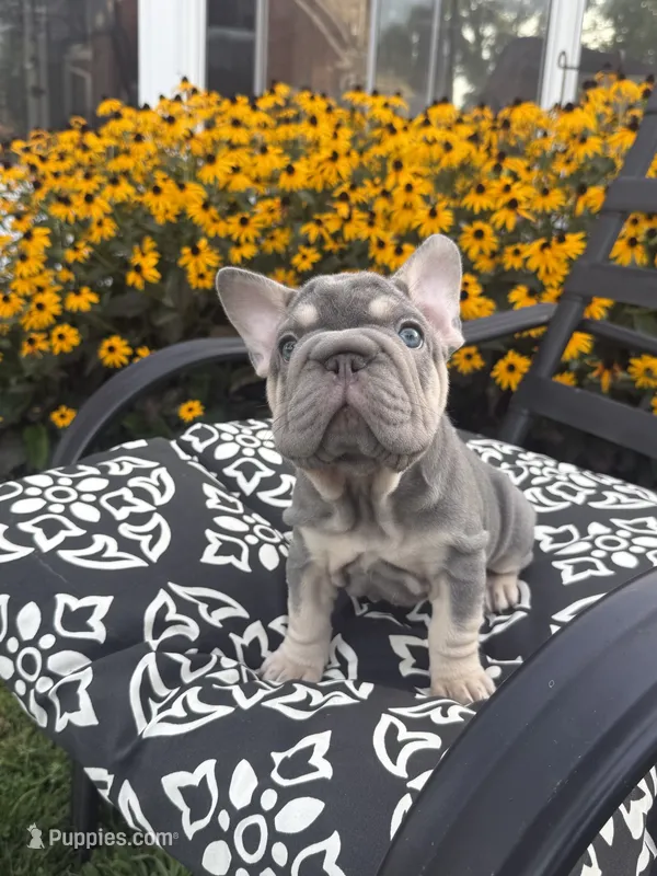 Sky – French Bulldog puppy for sale in Bethlehem, PA