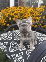 Sky, a female French Bulldog for sale in Bethlehem, PA – 1 of 10