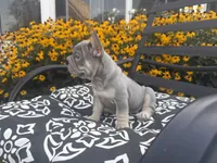 Thor , a male French Bulldog for sale in Bethlehem, PA – 10 of 10