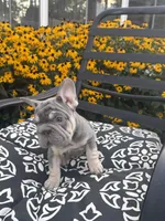 Sky, a female French Bulldog for sale in Bethlehem, PA – 7 of 10