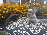 Thor , a male French Bulldog for sale in Bethlehem, PA – 6 of 10
