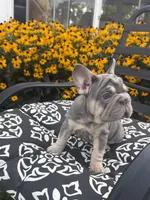 Sky, a female French Bulldog for sale in Bethlehem, PA – 9 of 10