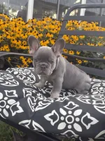 Luna, a female French Bulldog for sale in Bethlehem, PA – 2 of 10