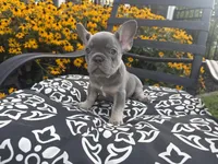 Star, a female French Bulldog for sale in Bethlehem, PA – 10 of 10
