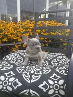 Thor , a male French Bulldog for sale in Bethlehem, PA – 8 of 10