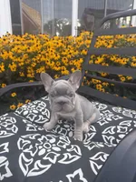 Thor , a male French Bulldog for sale in Bethlehem, PA – 7 of 10