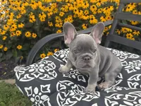 Luna, a female French Bulldog for sale in Bethlehem, PA – 4 of 10