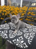 Star, a female French Bulldog for sale in Bethlehem, PA – 4 of 10